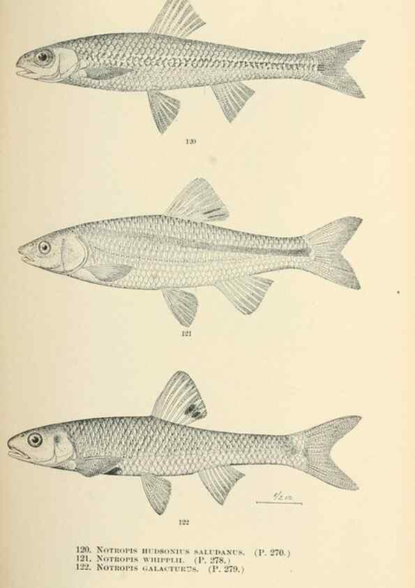 Reproducción/Reproduction 7983322102: The fishes of North and Middle America :. Washington :Smithsonian Institution, United States National Museum,1896-1900.