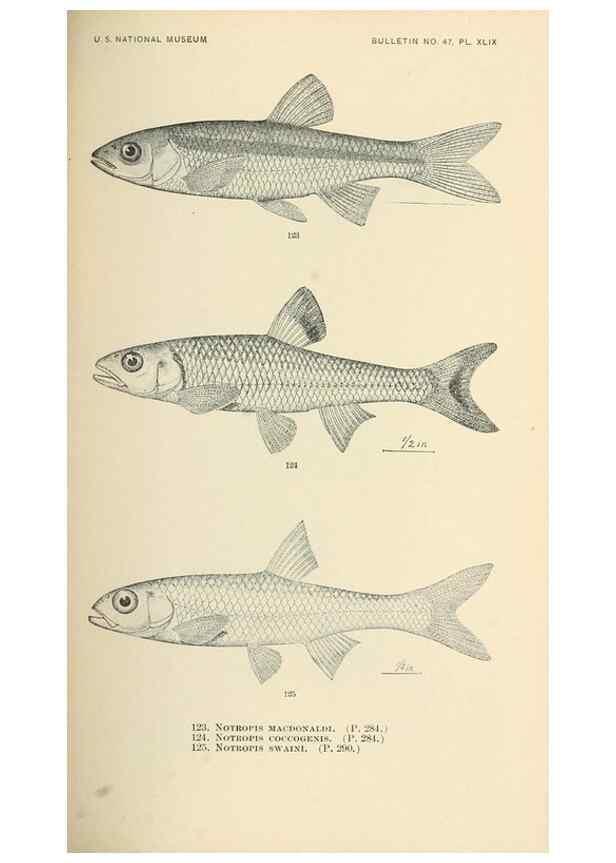 Reproducción/Reproduction 7983318791: The fishes of North and Middle America :. Washington :Smithsonian Institution, United States National Museum,1896-1900.