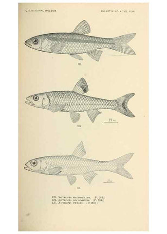 Reproducción/Reproduction 7983318791: The fishes of North and Middle America :. Washington :Smithsonian Institution, United States National Museum,1896-1900.