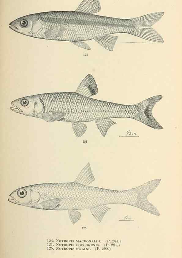 Reproducción/Reproduction 7983318791: The fishes of North and Middle America :. Washington :Smithsonian Institution, United States National Museum,1896-1900.