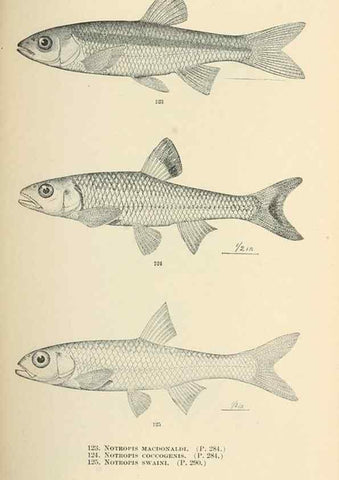 Reproducción/Reproduction 7983318791: The fishes of North and Middle America :. Washington :Smithsonian Institution, United States National Museum,1896-1900.