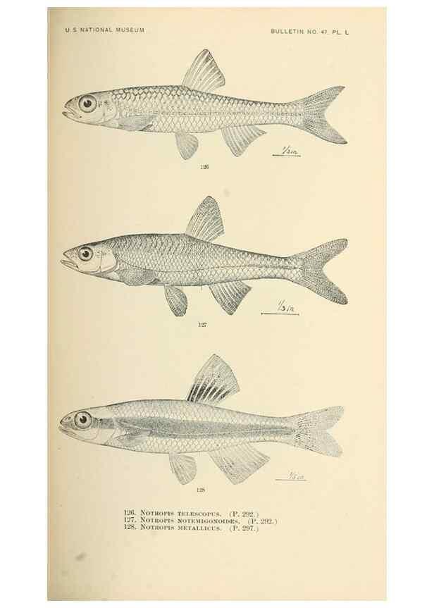 Reproducción/Reproduction 7983323874: The fishes of North and Middle America :. Washington :Smithsonian Institution, United States National Museum,1896-1900.
