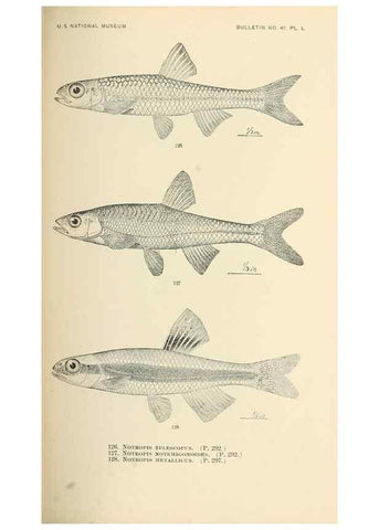 Reproducción/Reproduction 7983323874: The fishes of North and Middle America :. Washington :Smithsonian Institution, United States National Museum,1896-1900.