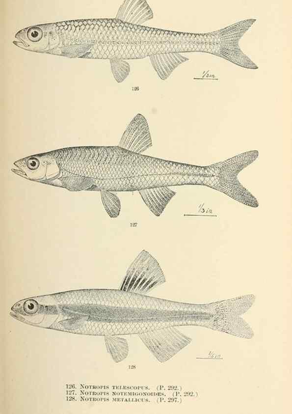 Reproducción/Reproduction 7983323874: The fishes of North and Middle America :. Washington :Smithsonian Institution, United States National Museum,1896-1900.