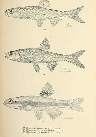 Reproducción/Reproduction 7983323874: The fishes of North and Middle America :. Washington :Smithsonian Institution, United States National Museum,1896-1900.