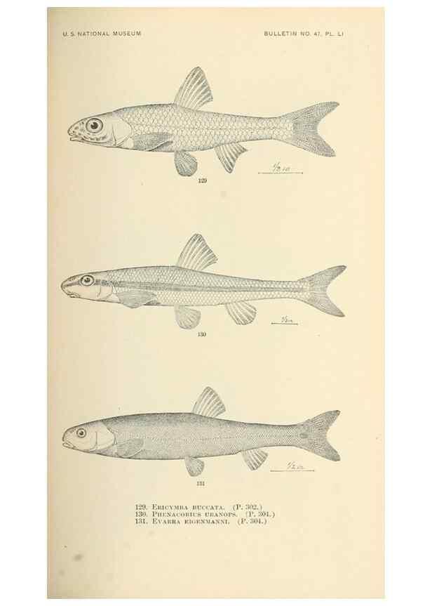 Reproducción/Reproduction 7983320591: The fishes of North and Middle America :. Washington :Smithsonian Institution, United States National Museum,1896-1900.