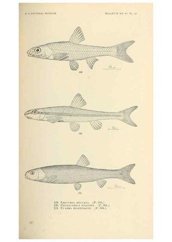 Reproducción/Reproduction 7983320591: The fishes of North and Middle America :. Washington :Smithsonian Institution, United States National Museum,1896-1900.
