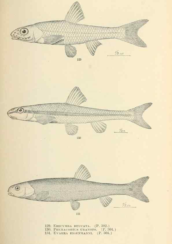 Reproducción/Reproduction 7983320591: The fishes of North and Middle America :. Washington :Smithsonian Institution, United States National Museum,1896-1900.