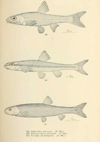 Reproducción/Reproduction 7983320591: The fishes of North and Middle America :. Washington :Smithsonian Institution, United States National Museum,1896-1900.