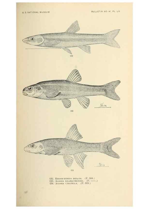 Reproducción/Reproduction 7983325818: The fishes of North and Middle America :. Washington :Smithsonian Institution, United States National Museum,1896-1900.