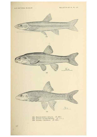 Reproducción/Reproduction 7983325818: The fishes of North and Middle America :. Washington :Smithsonian Institution, United States National Museum,1896-1900.