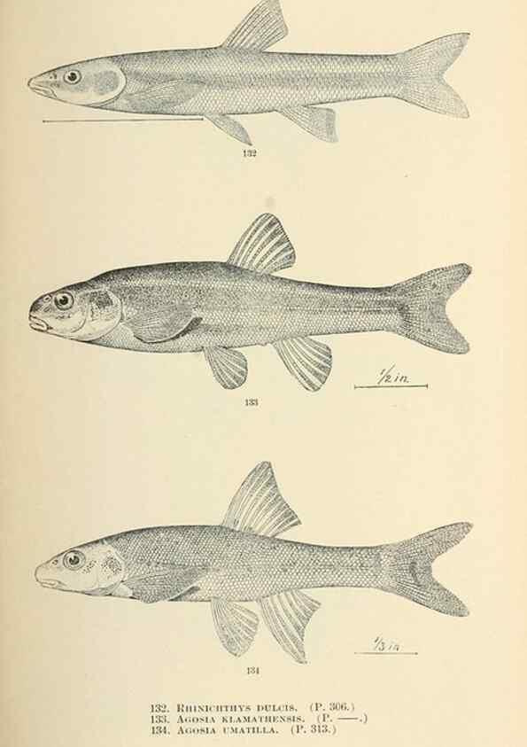 Reproducción/Reproduction 7983325818: The fishes of North and Middle America :. Washington :Smithsonian Institution, United States National Museum,1896-1900.