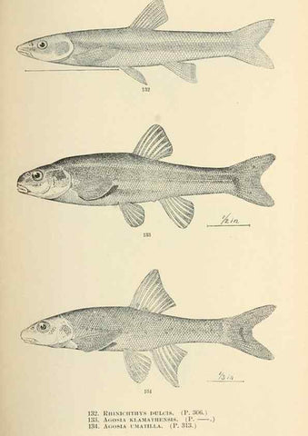 Reproducción/Reproduction 7983325818: The fishes of North and Middle America :. Washington :Smithsonian Institution, United States National Museum,1896-1900.