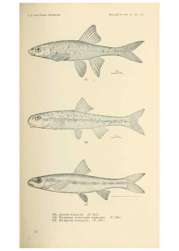 Reproducción/Reproduction 7983326430: The fishes of North and Middle America :. Washington :Smithsonian Institution, United States National Museum,1896-1900.