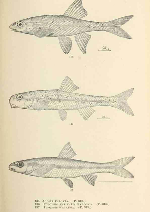 Reproducción/Reproduction 7983326430: The fishes of North and Middle America :. Washington :Smithsonian Institution, United States National Museum,1896-1900.