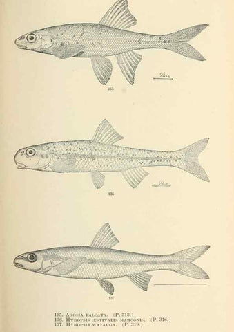 Reproducción/Reproduction 7983326430: The fishes of North and Middle America :. Washington :Smithsonian Institution, United States National Museum,1896-1900.