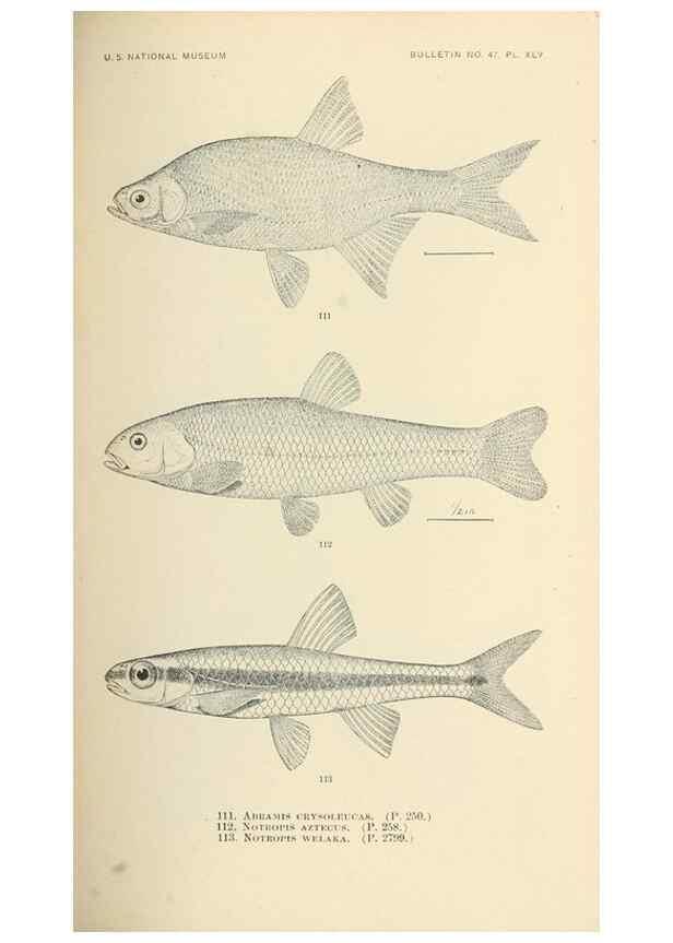 Reproducción/Reproduction 7983319776: The fishes of North and Middle America :. Washington :Smithsonian Institution, United States National Museum,1896-1900.