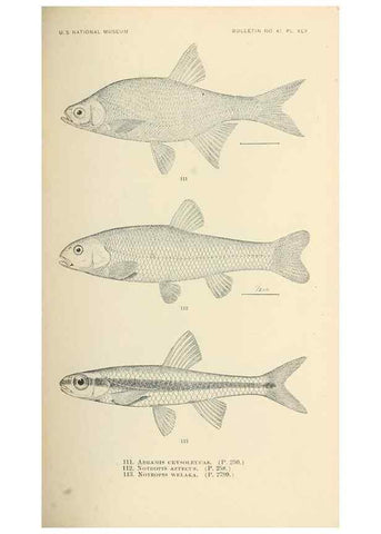 Reproducción/Reproduction 7983319776: The fishes of North and Middle America :. Washington :Smithsonian Institution, United States National Museum,1896-1900.