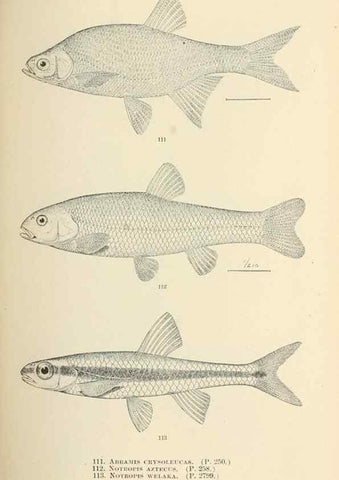 Reproducción/Reproduction 7983319776: The fishes of North and Middle America :. Washington :Smithsonian Institution, United States National Museum,1896-1900.
