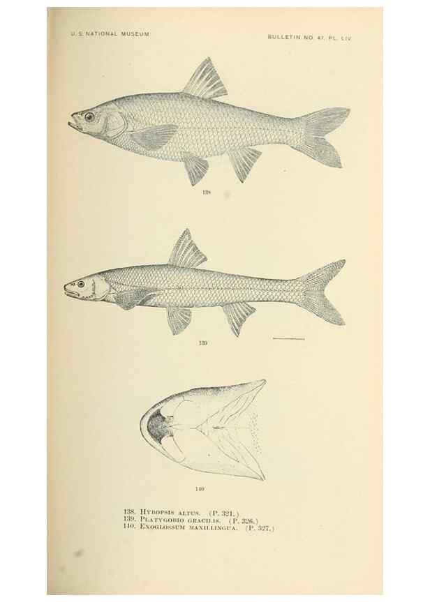 Reproducción/Reproduction 7983322799: The fishes of North and Middle America :. Washington :Smithsonian Institution, United States National Museum,1896-1900.