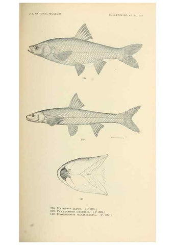 Reproducción/Reproduction 7983322799: The fishes of North and Middle America :. Washington :Smithsonian Institution, United States National Museum,1896-1900.