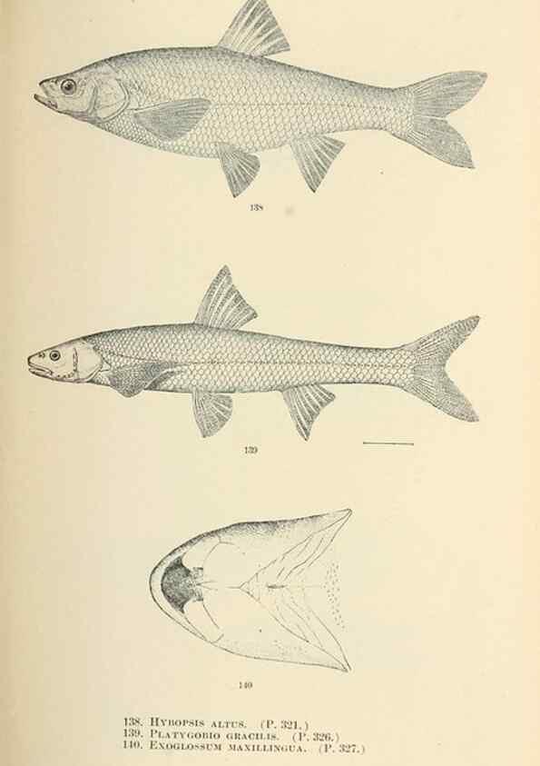 Reproducción/Reproduction 7983322799: The fishes of North and Middle America :. Washington :Smithsonian Institution, United States National Museum,1896-1900.