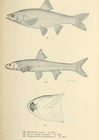 Reproducción/Reproduction 7983322799: The fishes of North and Middle America :. Washington :Smithsonian Institution, United States National Museum,1896-1900.