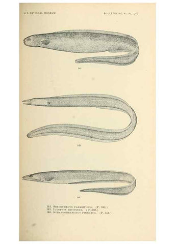 Reproducción/Reproduction 7983324219: The fishes of North and Middle America :. Washington :Smithsonian Institution, United States National Museum,1896-1900.
