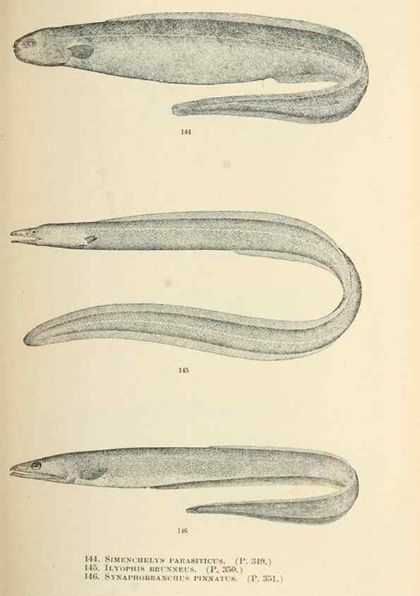Reproducción/Reproduction 7983324219: The fishes of North and Middle America :. Washington :Smithsonian Institution, United States National Museum,1896-1900.