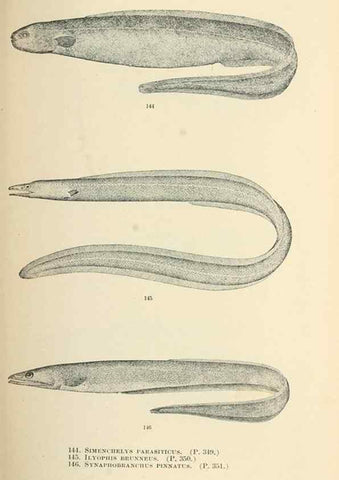 Reproducción/Reproduction 7983324219: The fishes of North and Middle America :. Washington :Smithsonian Institution, United States National Museum,1896-1900.
