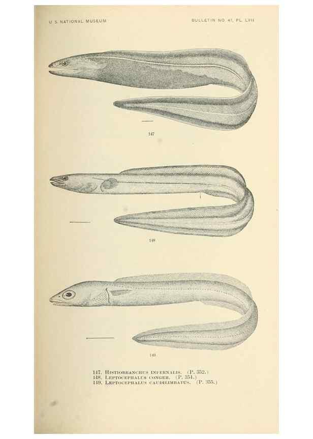 Reproducción/Reproduction 7983324911: The fishes of North and Middle America :. Washington :Smithsonian Institution, United States National Museum,1896-1900.