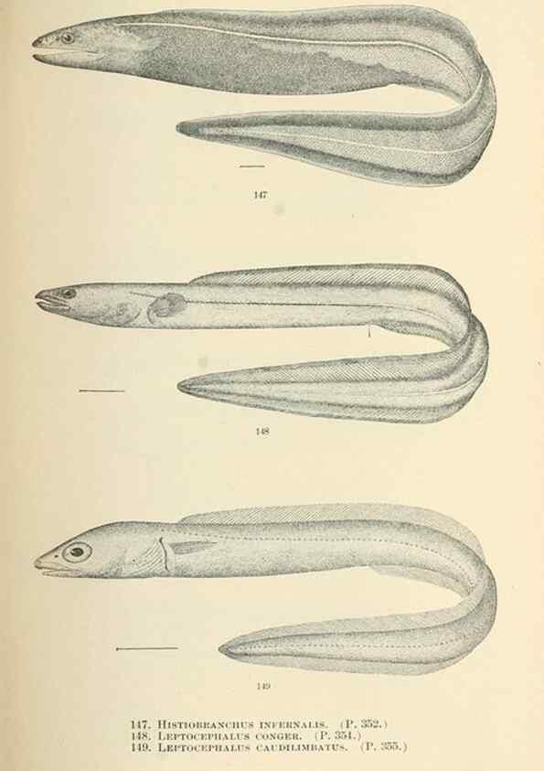 Reproducción/Reproduction 7983324911: The fishes of North and Middle America :. Washington :Smithsonian Institution, United States National Museum,1896-1900.