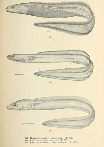 Reproducción/Reproduction 7983324911: The fishes of North and Middle America :. Washington :Smithsonian Institution, United States National Museum,1896-1900.