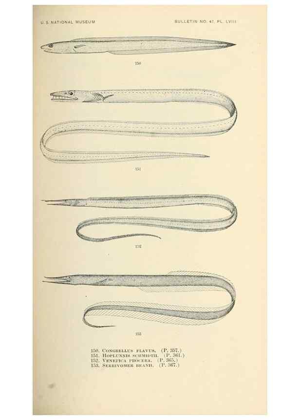 Reproducción/Reproduction 7983325565: The fishes of North and Middle America :. Washington :Smithsonian Institution, United States National Museum,1896-1900.