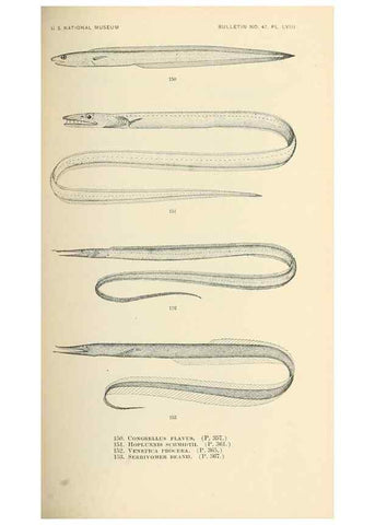 Reproducción/Reproduction 7983325565: The fishes of North and Middle America :. Washington :Smithsonian Institution, United States National Museum,1896-1900.