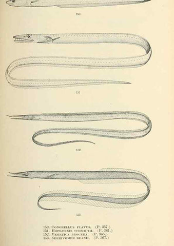 Reproducción/Reproduction 7983325565: The fishes of North and Middle America :. Washington :Smithsonian Institution, United States National Museum,1896-1900.