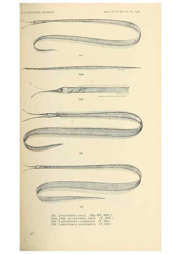 Reproducción/Reproduction 7983330544: The fishes of North and Middle America :. Washington :Smithsonian Institution, United States National Museum,1896-1900.