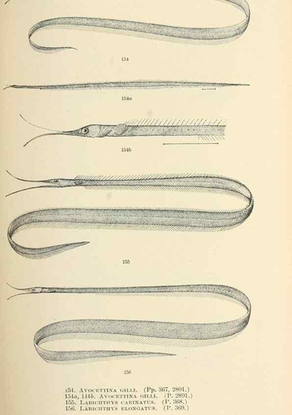 Reproducción/Reproduction 7983330544: The fishes of North and Middle America :. Washington :Smithsonian Institution, United States National Museum,1896-1900.