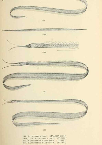 Reproducción/Reproduction 7983330544: The fishes of North and Middle America :. Washington :Smithsonian Institution, United States National Museum,1896-1900.