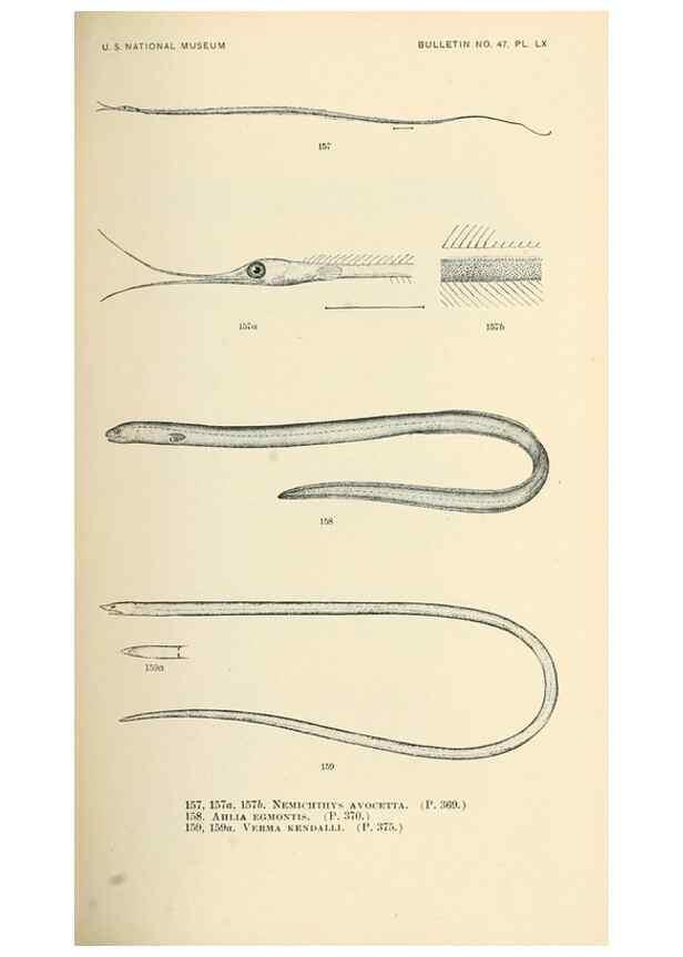 Reproducción/Reproduction 7983331228: The fishes of North and Middle America :. Washington :Smithsonian Institution, United States National Museum,1896-1900.