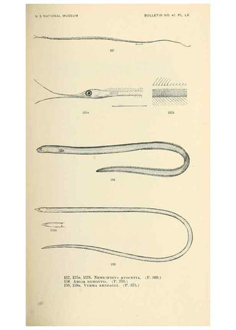 Reproducción/Reproduction 7983331228: The fishes of North and Middle America :. Washington :Smithsonian Institution, United States National Museum,1896-1900.