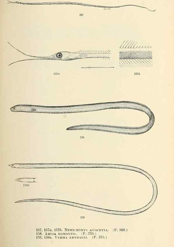 Reproducción/Reproduction 7983331228: The fishes of North and Middle America :. Washington :Smithsonian Institution, United States National Museum,1896-1900.