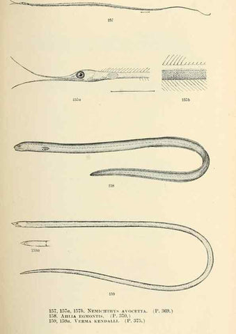 Reproducción/Reproduction 7983331228: The fishes of North and Middle America :. Washington :Smithsonian Institution, United States National Museum,1896-1900.