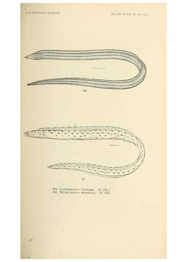 Reproducción/Reproduction 7983331810: The fishes of North and Middle America :. Washington :Smithsonian Institution, United States National Museum,1896-1900.