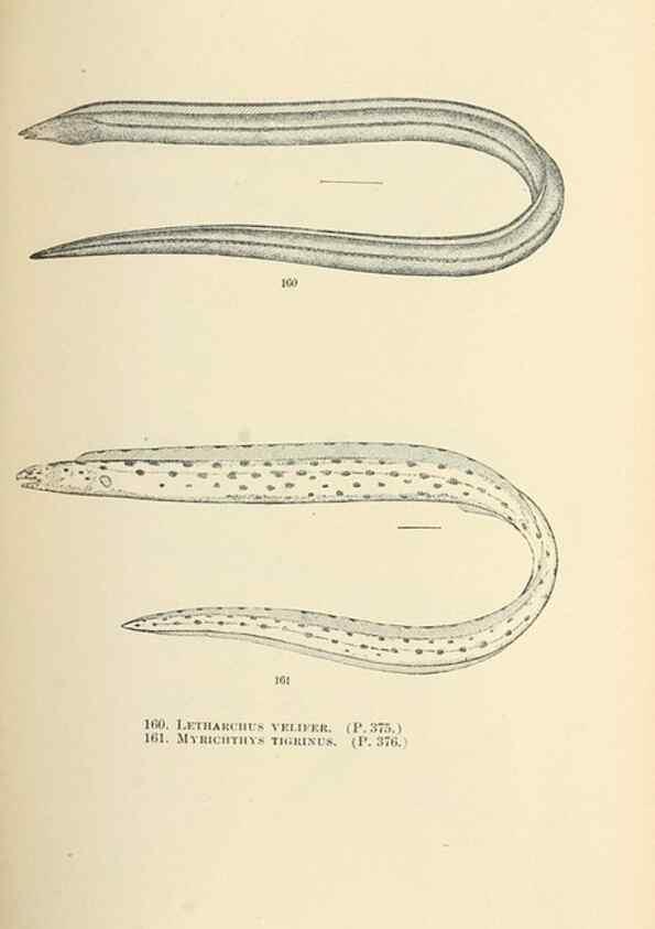 Reproducción/Reproduction 7983331810: The fishes of North and Middle America :. Washington :Smithsonian Institution, United States National Museum,1896-1900.