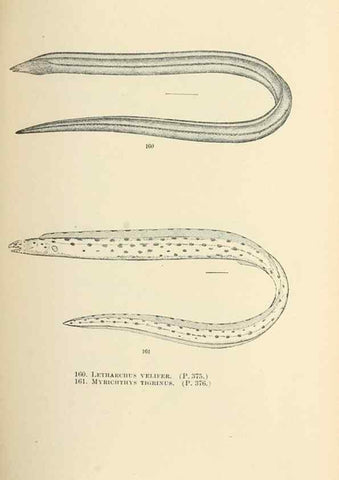 Reproducción/Reproduction 7983331810: The fishes of North and Middle America :. Washington :Smithsonian Institution, United States National Museum,1896-1900.