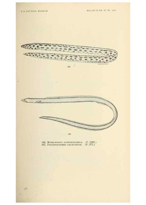 Reproducción/Reproduction 7983328213: The fishes of North and Middle America :. Washington :Smithsonian Institution, United States National Museum,1896-1900.