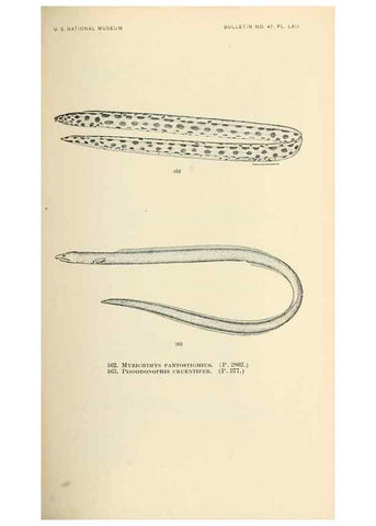 Reproducción/Reproduction 7983328213: The fishes of North and Middle America :. Washington :Smithsonian Institution, United States National Museum,1896-1900.