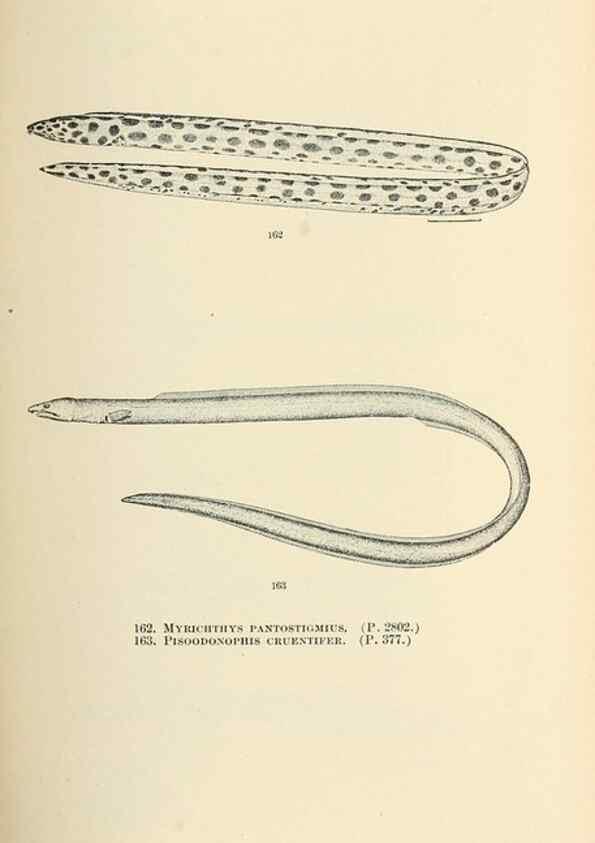 Reproducción/Reproduction 7983328213: The fishes of North and Middle America :. Washington :Smithsonian Institution, United States National Museum,1896-1900.