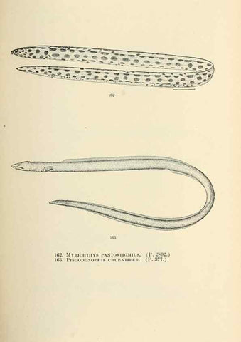 Reproducción/Reproduction 7983328213: The fishes of North and Middle America :. Washington :Smithsonian Institution, United States National Museum,1896-1900.